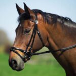 STATUS PVC Bridle