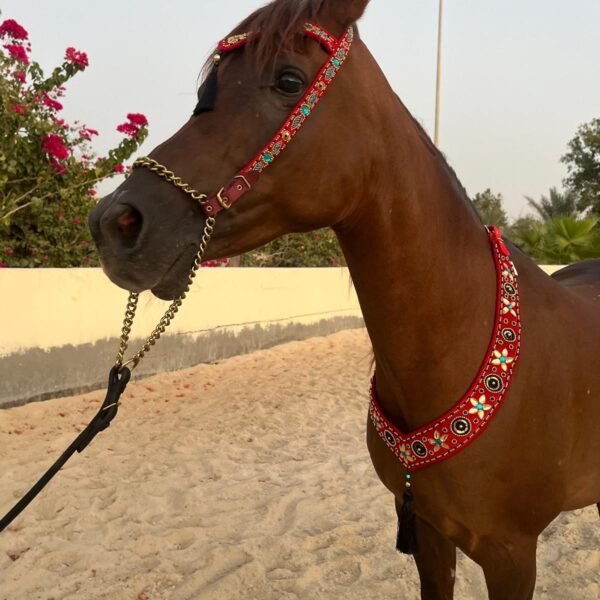 Red Arabian Show Halter Full set w/chain and Lead