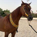Yellow Arabian Show Halter Full set w/chain and Lead