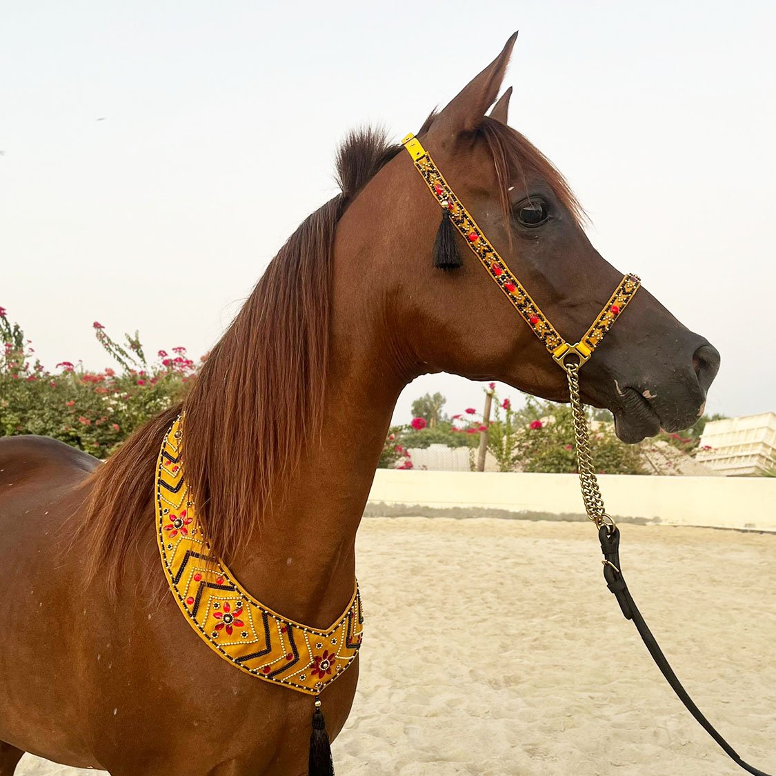 YELLOW BLK ARABIAN FULL SET Yellow with Black Arabian Show Halter Full set w/chain and Lead - Image 1