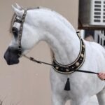 FIRST CHOICE Arabian Show Halter Sets