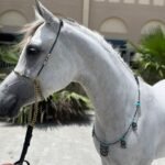 Beauty Show Halter with Matching Breastplate