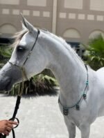 Beauty Show Halter with Matching Breastplate