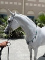 Beauty Show Halter with Matching Breastplate - Image 3