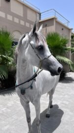 Beauty Show Halter with Matching Breastplate - Image 2