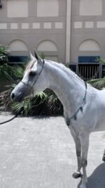 Beauty Show Halter with Matching Breastplate - Image 4